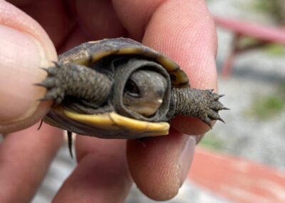 Box turtle hatchling