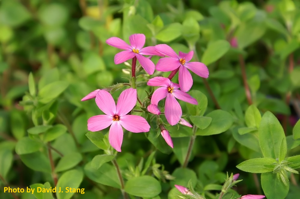Pink phlox flowers