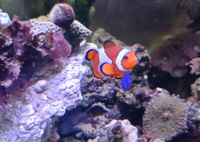 Clownfish