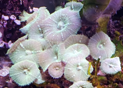 Mushroom Coral