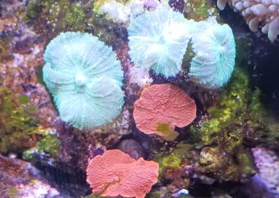 Mushroom Coral 1 and 2