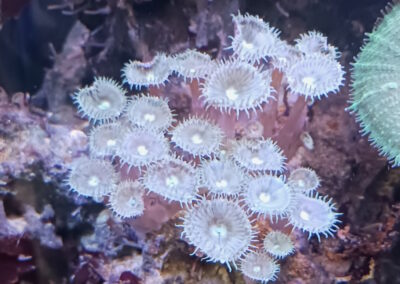 Zoanthid coral