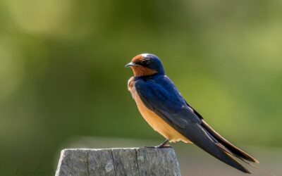 Birding in Fields – Beyond Basic Birding