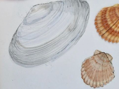 Watercolor Seashells Workshop